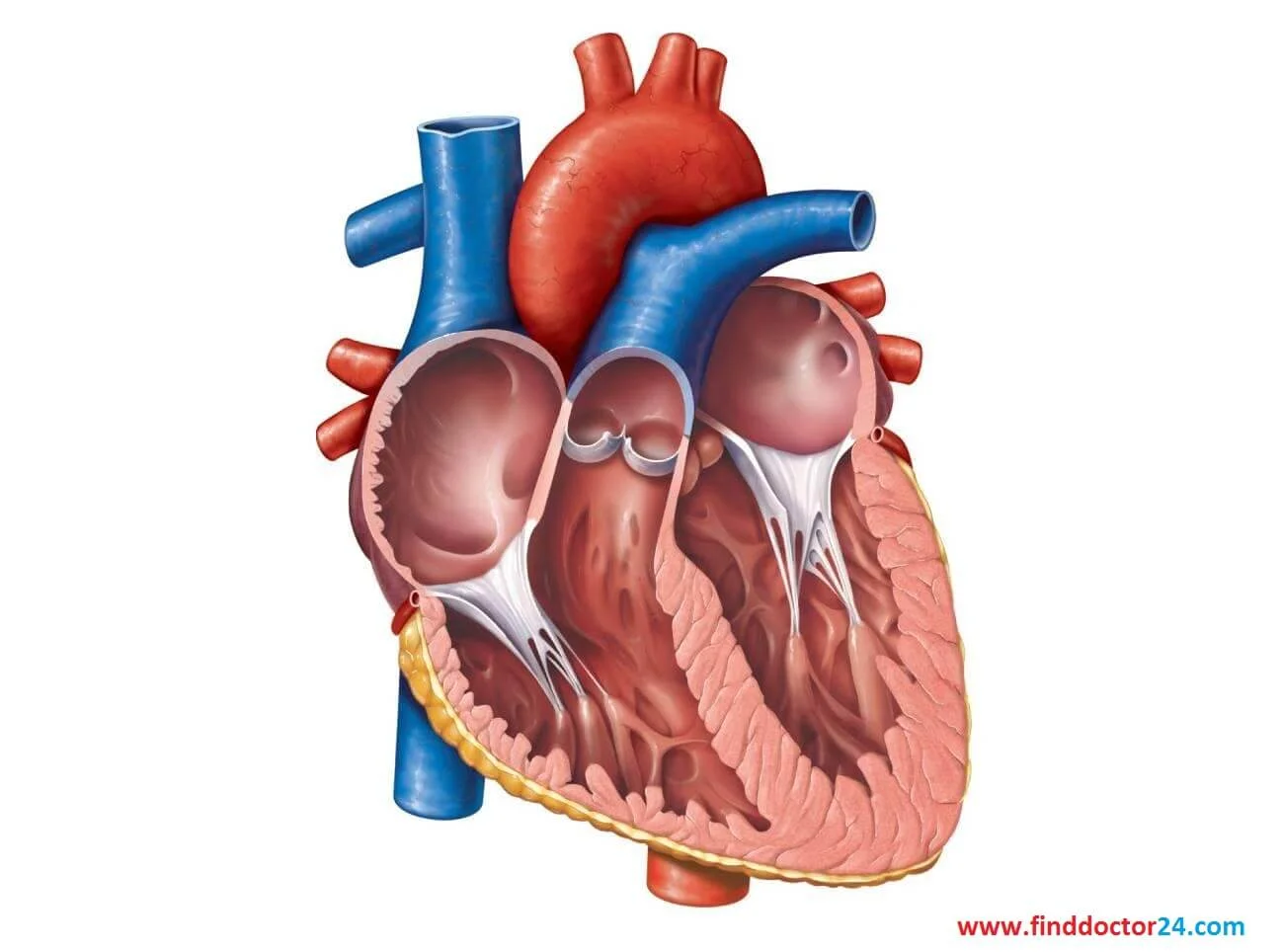 heart specialist doctor near me