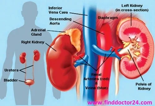 urologist in kolkata