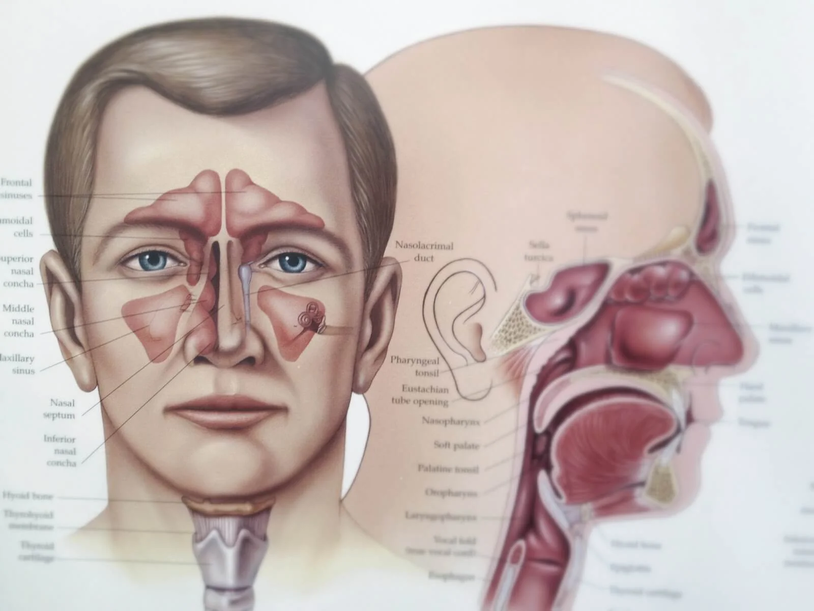 ENT Specialist Comilla ENT Specialist